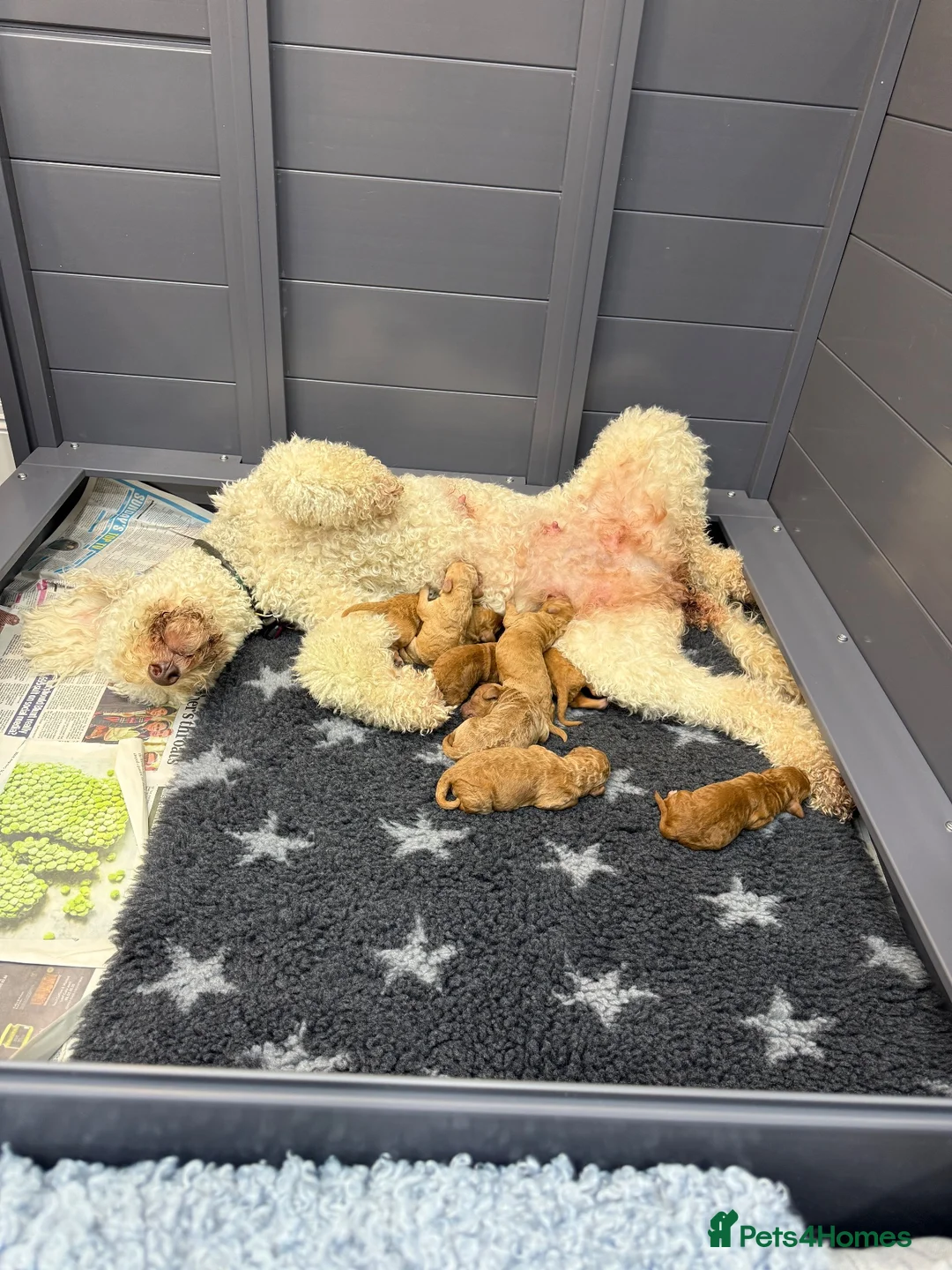 Goldendoodle dogs for sale: Standard golden doodle puppies for sale in Lichfield - Advert 3