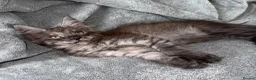 Maine Coon cats for sale: Stunning Maine Coon Kittens TICA Registered - Advert 21