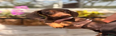 Dachshund 1