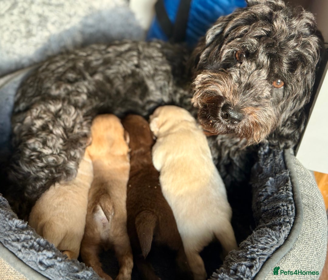 Mixed Breed dogs for sale: Gorgeous Pomapoos Female ready. Vaccinated Chipped - Advert 7