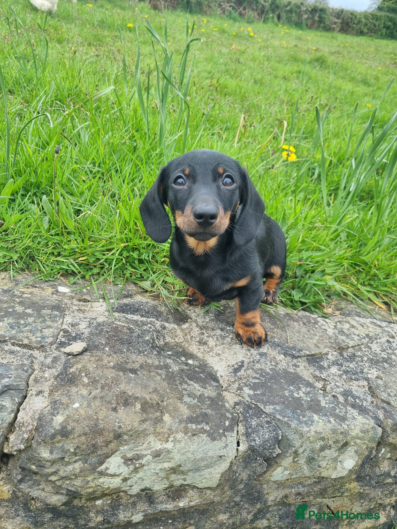 Miniature Dachshund dogs KC registered black and tan dachshund  - Advert 1