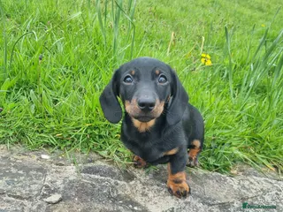 Miniature Dachshund dogs KC registered black and tan dachshund - Advert 4