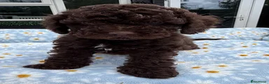 Cavapoo 2