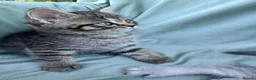 Mixed Breed cats for sale:  Tabby Kitten  Scot Fold Mum & Brit. Long hair Dad - Advert 6