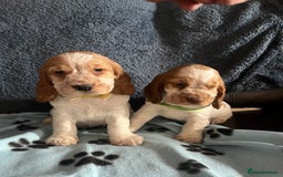Cocker Spaniel dogs for sale: Stunning show type cocker spaniel puppies  - Image 19