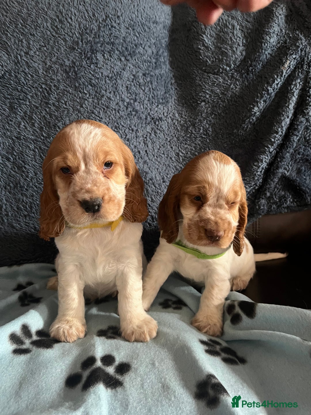 Cocker Spaniel dogs for sale: Stunning show type cocker spaniel puppies  - Image 19