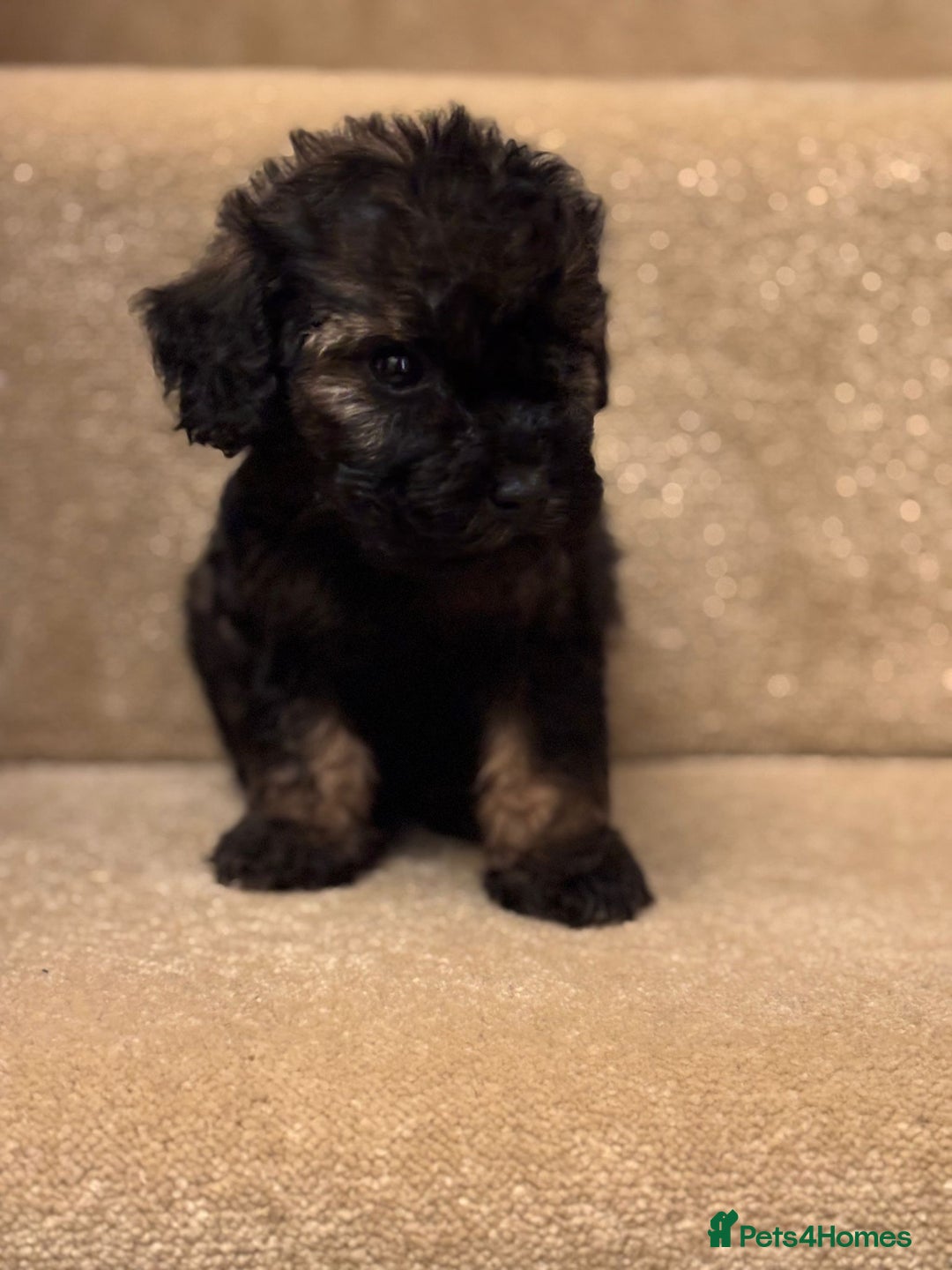 Cavapoo dogs for sale: F1A Cavapoos - Advert 18