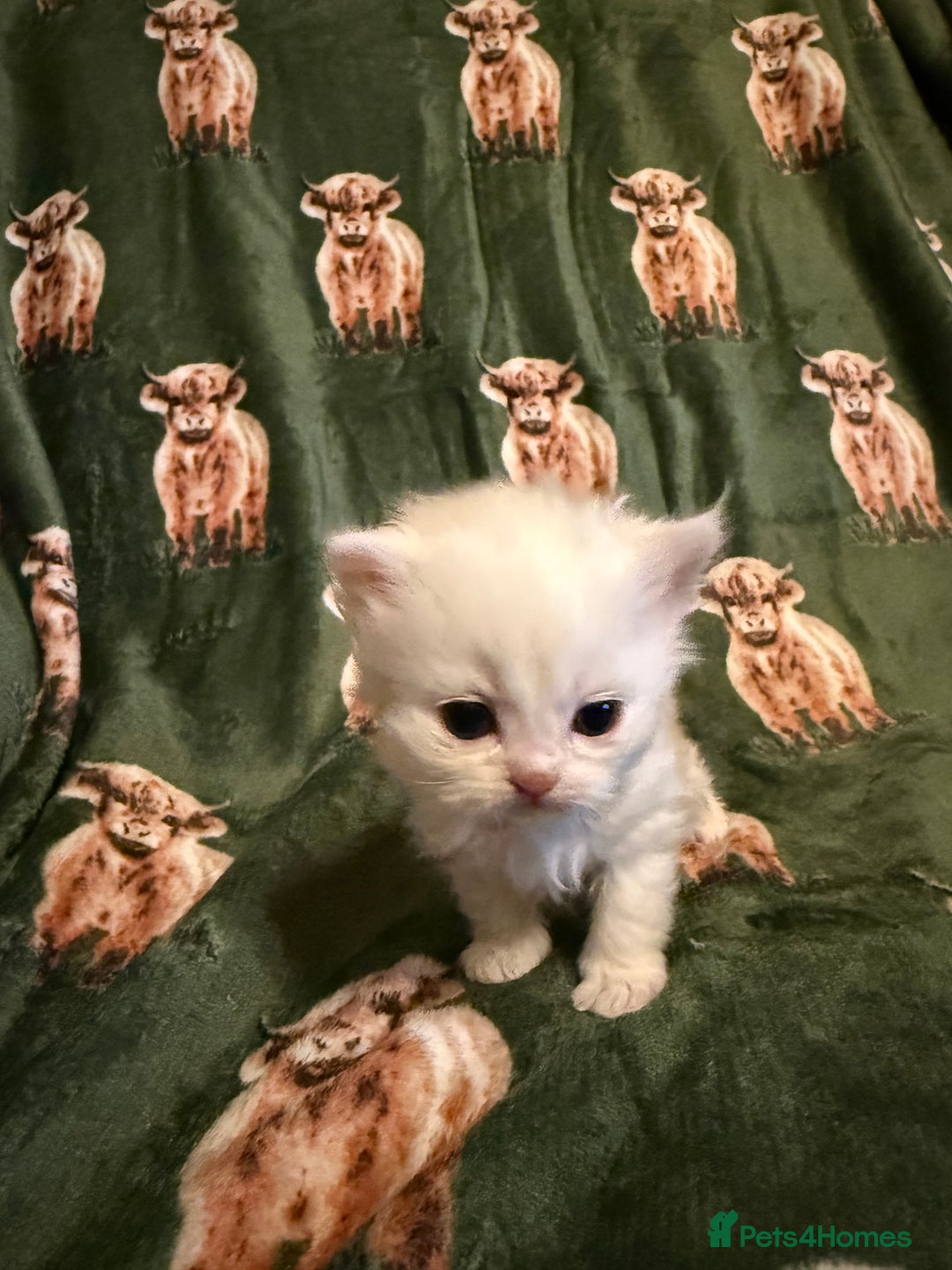 Persian cats for sale: 🌟 Trio of Precious, Purebred Persian Kittens 🌟 - Image 9
