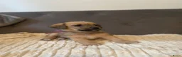 Jack Russell dogs for sale: Beautiful jack Russell puppies for sale.  - Advert 6
