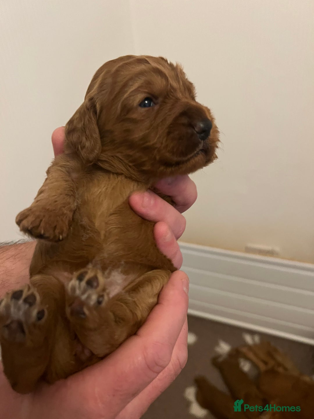 Cockapoo dogs for sale: F1 Cockapoo puppies from health tested parents  - Advert 15