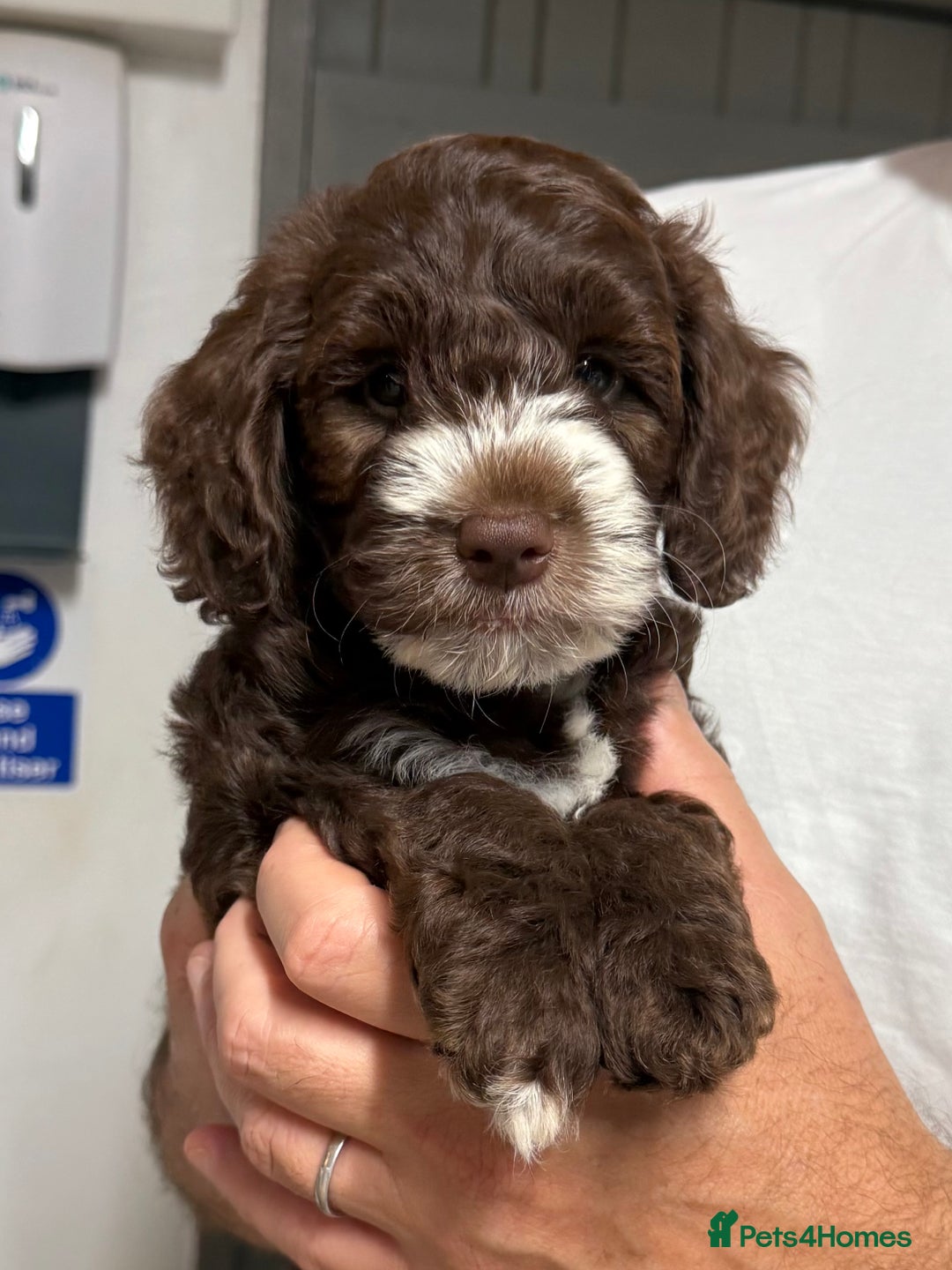 Mixed Breed dogs for sale: Mega Coated Schnockerpoo puppies - Image 37