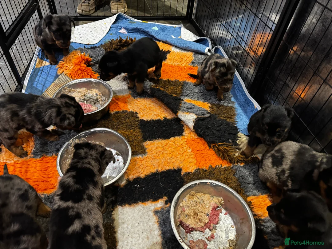 Beauceron dogs for sale: Health tested KC registered beauceron - Advert 13
