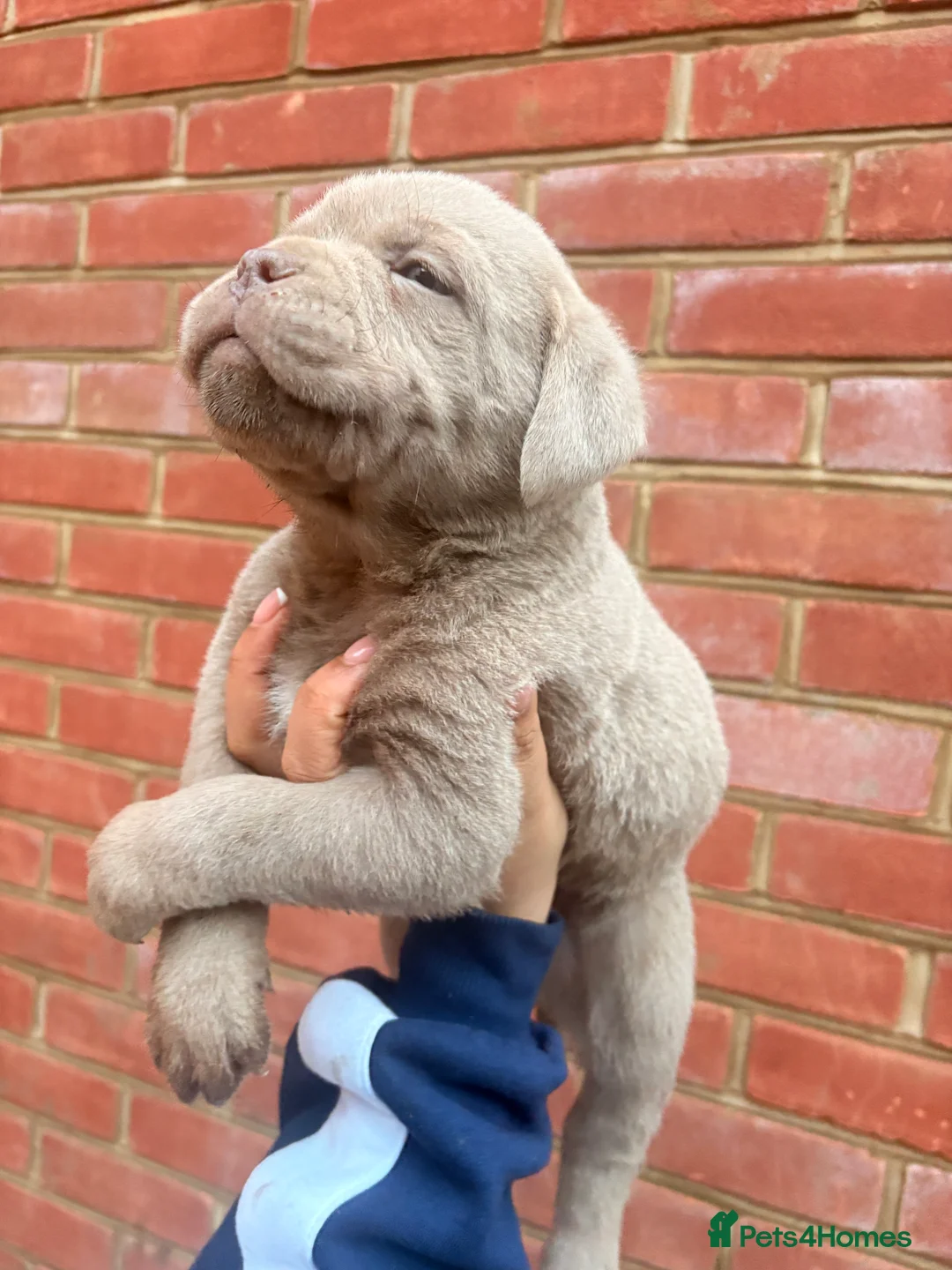 Mixed Breed dogs for sale: Puppies for Sale!! - Advert 15