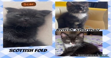 Mixed Breed cats - Advert 4