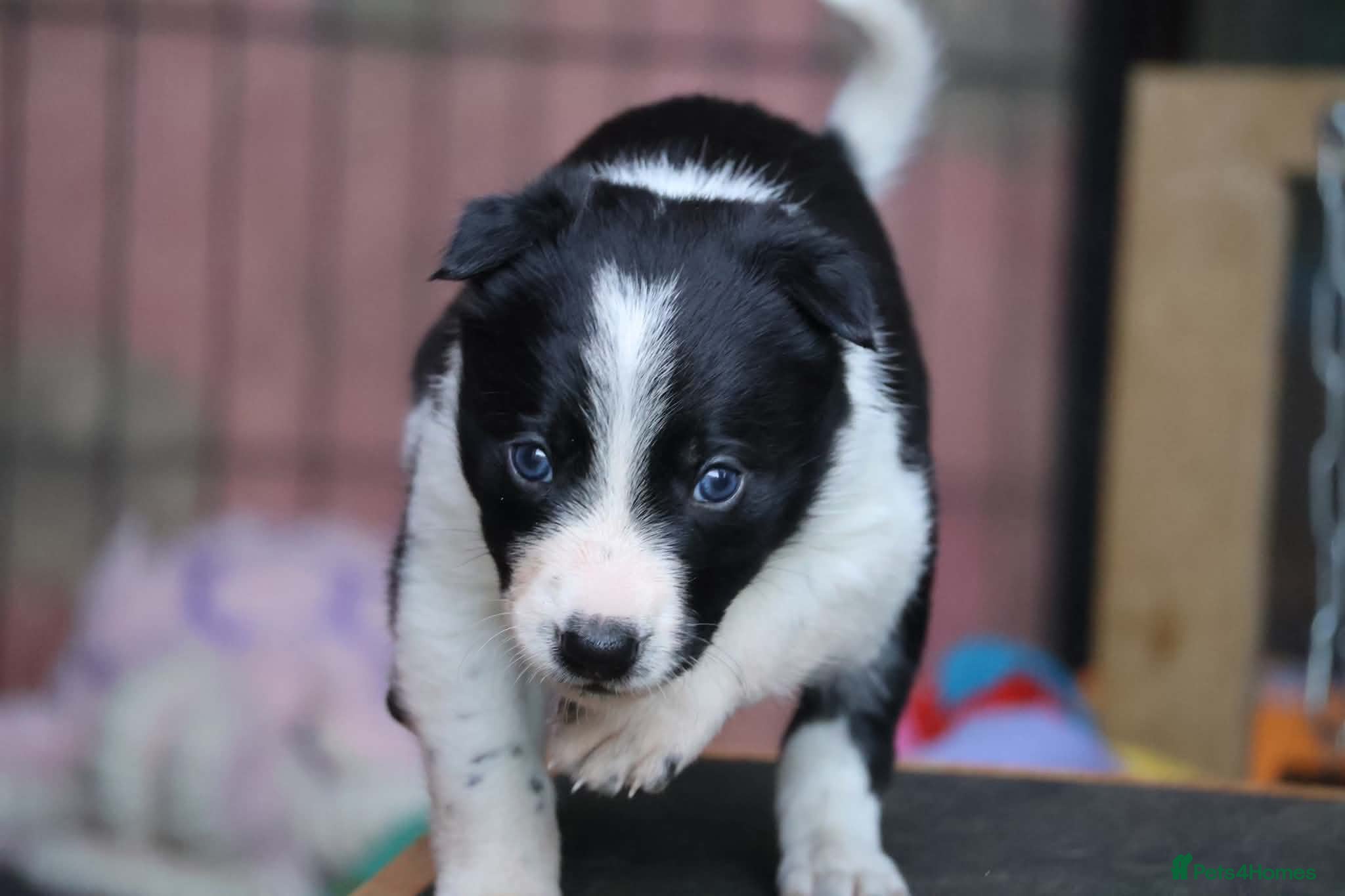 Border Collie dogs Fully Health Tested Border Collie Puppy For Sale - Advert 1