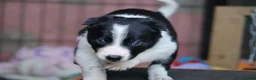 Border Collie dogs for sale: Fully Health Tested Border Collie Puppy For Sale in Coleford - Advert 8