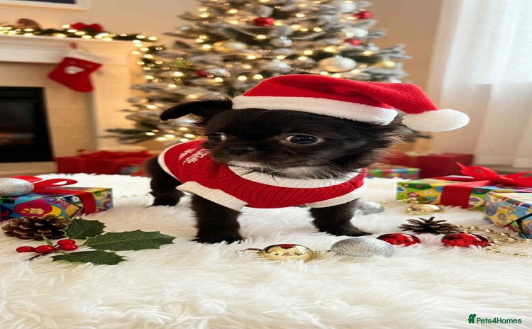 Chihuahua dogs Chihuahua     REDUCED!!!!!!!!! - Advert 1