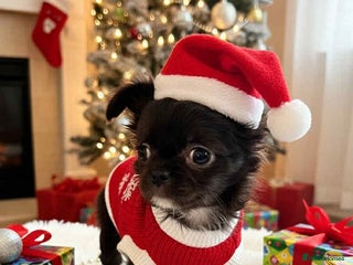 Chihuahua dogs Chihuahua REDUCED!!!!!!!!! - Advert 9