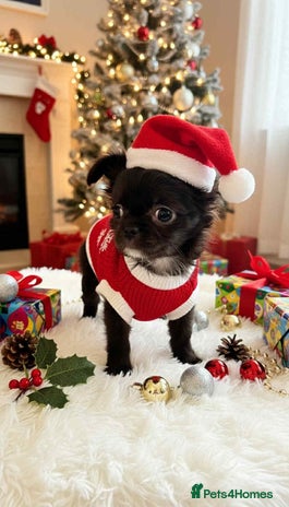 Chihuahua dogs Chihuahua REDUCED!!!!!!!!! - Advert 2