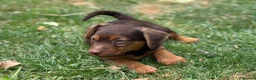 Jack Russell dogs for sale: Three gorgeous jack russell pups  - Advert 7