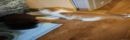 Mixed Breed cats for sale: 3 beautiful kittens  - Advert 18