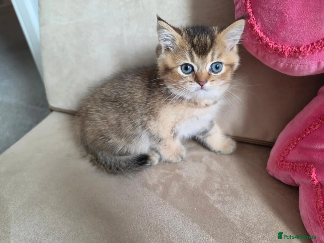 British Shorthair cats for sale: Amazing Golden BSH boy available  - Advert 10