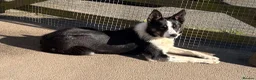 Border Collie dogs for sale: Emma border collie  - Advert 2