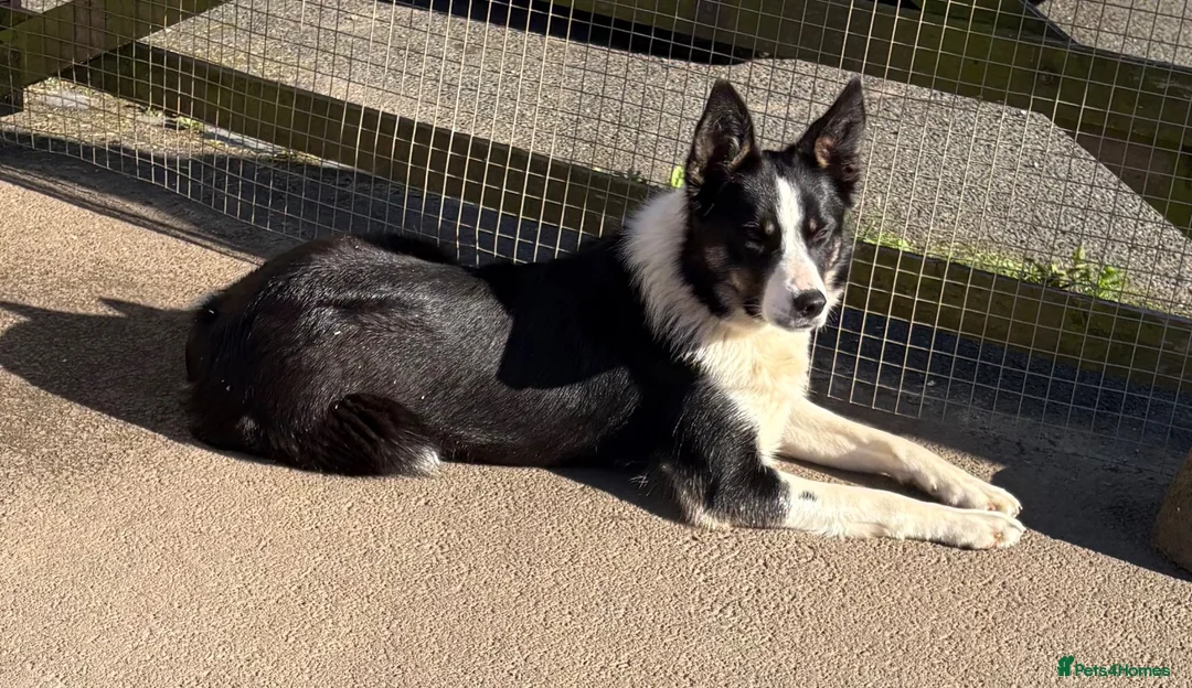 Border Collie dogs for sale: Emma border collie  - Advert 2