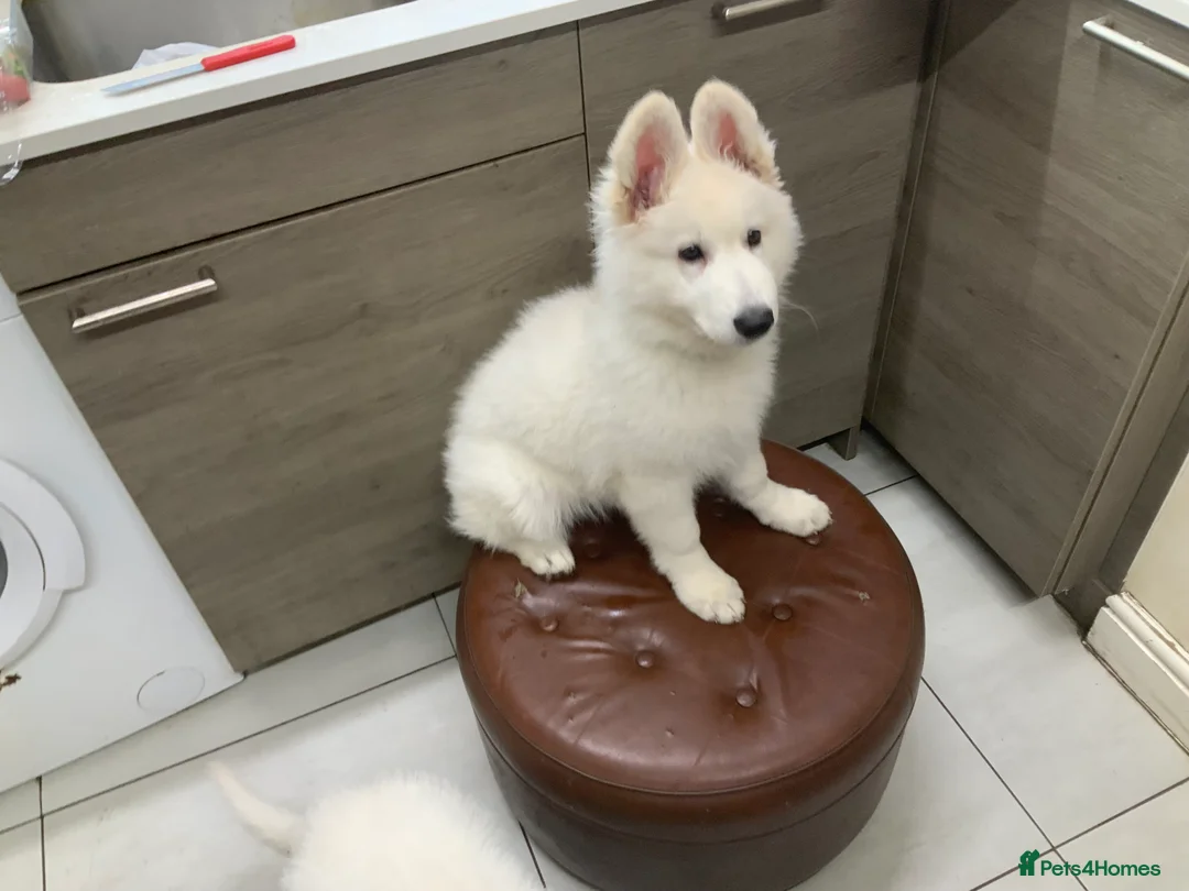 White Swiss Shepherd dogs for sale: Beautiful white Swiss shepherd  - Advert 2