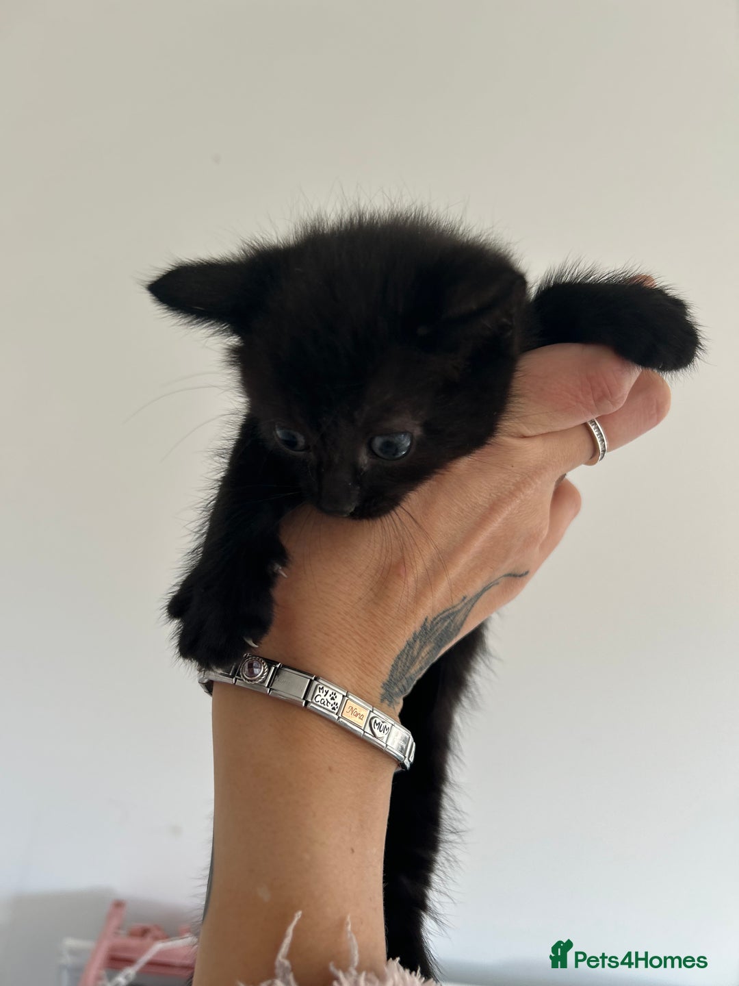 Mixed Breed cats for sale: 4 beautiful kittens available  - Advert 8