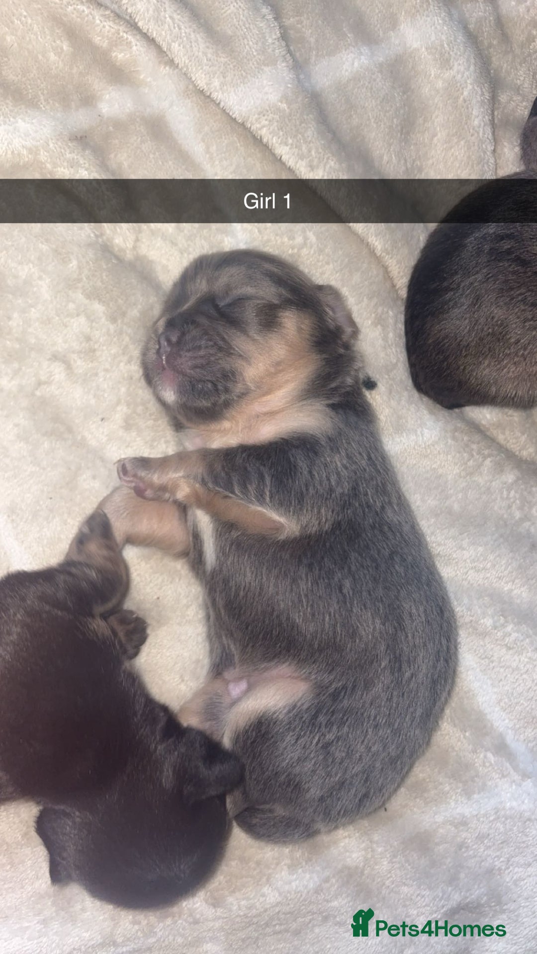 French Bulldog dogs for sale: French bulldog cross puppies  - Advert 5