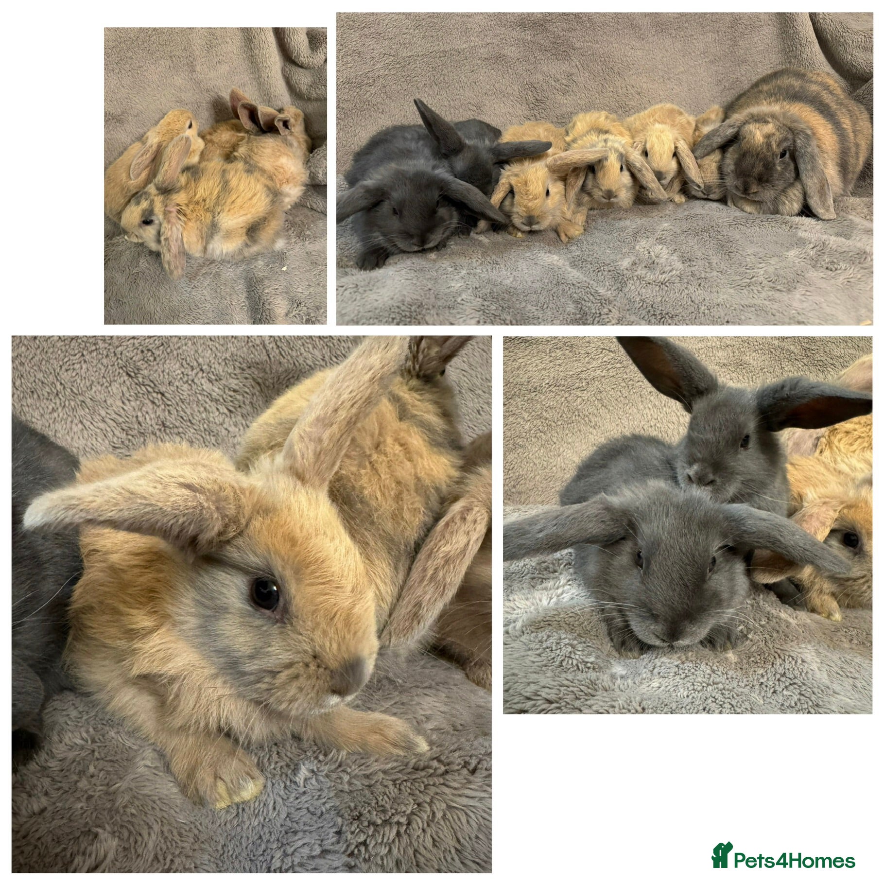 Dwarf Lop rabbits We have Six Pure Bred Baby Dwarf Lop Bunnies - Advert 2