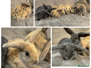 Dwarf Lop rabbits We have Six Pure Bred Baby Dwarf Lop Bunnies - Advert 1