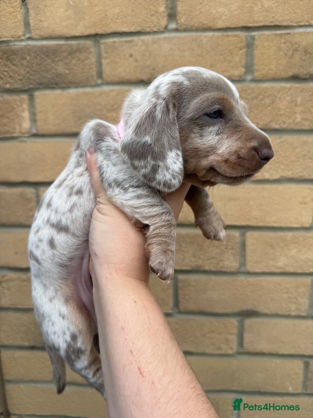Miniature Dachshund dogs for sale: 2 beautiful mini daxi pups - Image 7