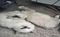 Ragdoll cats for sale: Stunning quality Ragdoll kittens - must see!!! - Image 7
