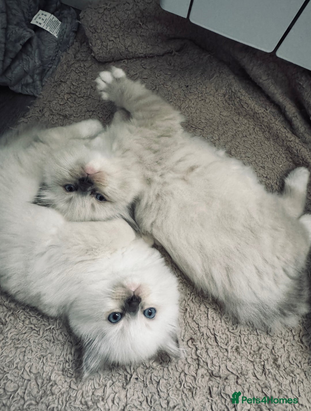 Ragdoll cats for sale: Stunning quality Ragdoll kittens - must see!!! - Image 7