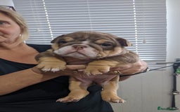 English Bulldog dogs for sale: English bull dogs  - Image 23