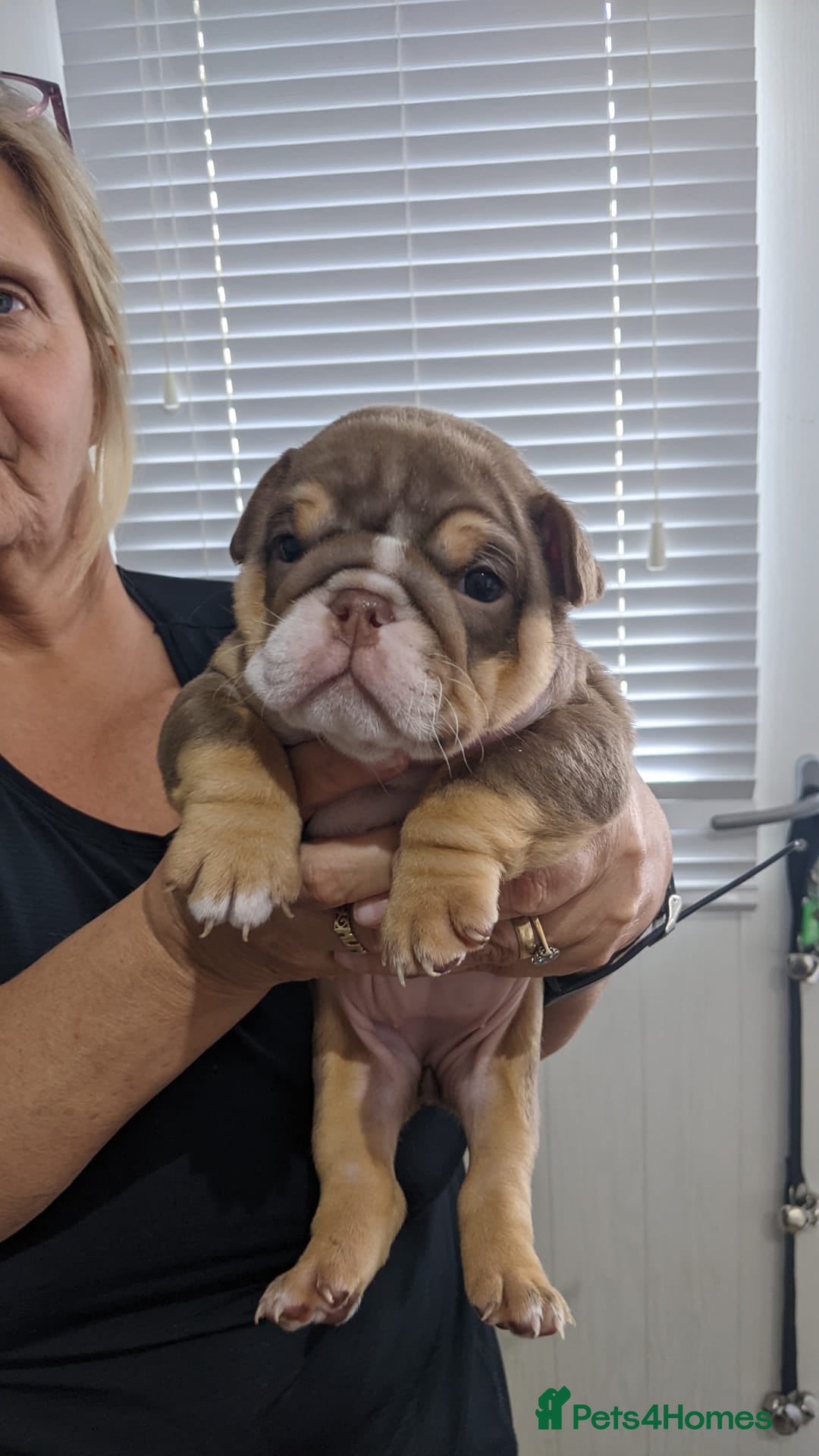 English Bulldog dogs for sale: English bull dogs  - Image 23