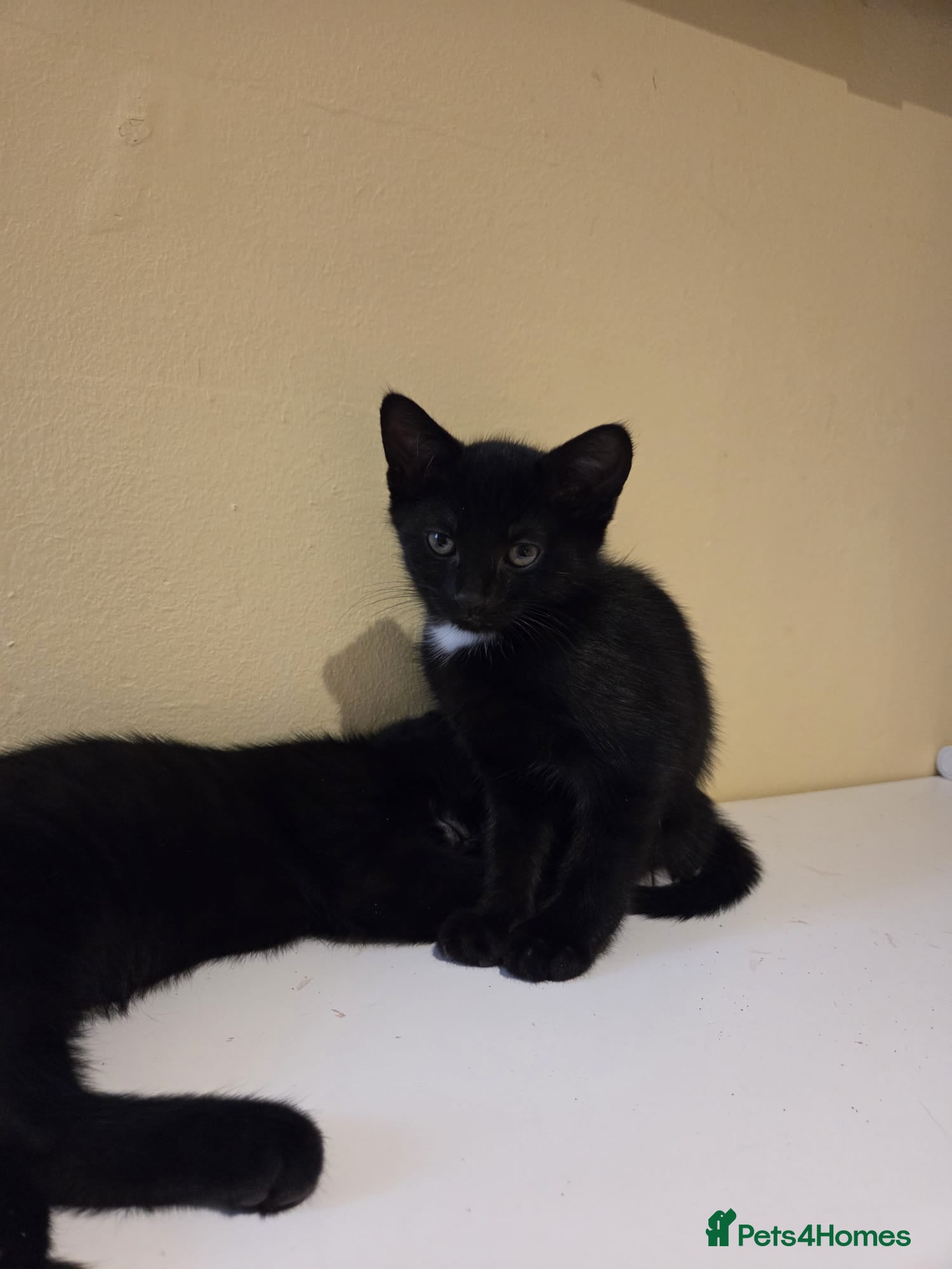 Mixed Breed cats  **  – 3 Black Kittens (Girls) - Advert 11