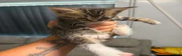 Mixed Breed cats for sale: Kittens  - Advert 18