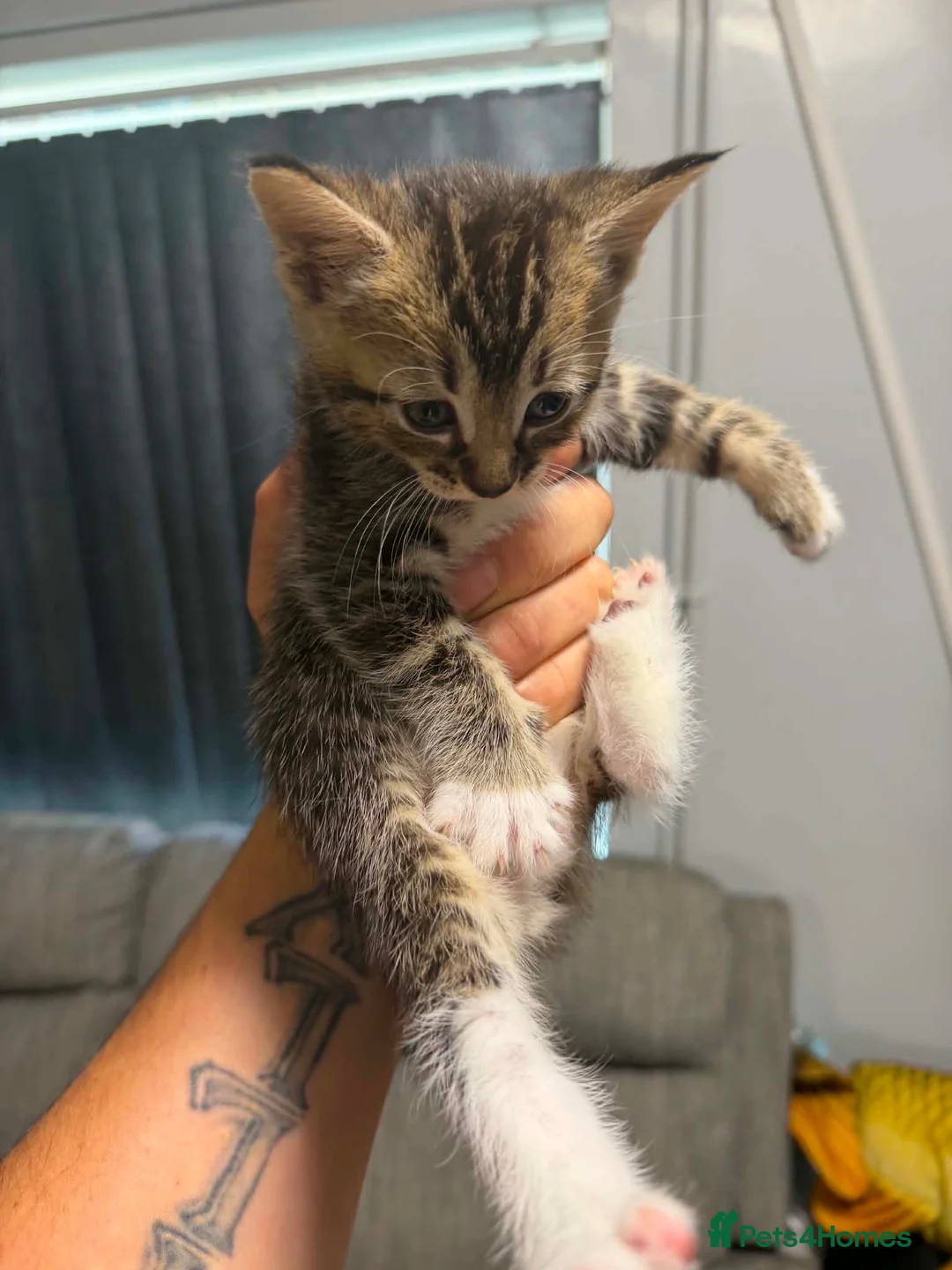 Mixed Breed cats for sale: Kittens  - Advert 18