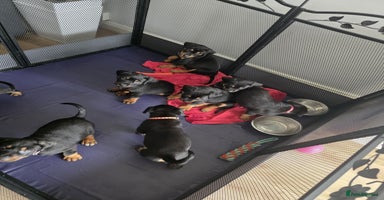 Mixed Breed dogs - Advert 7