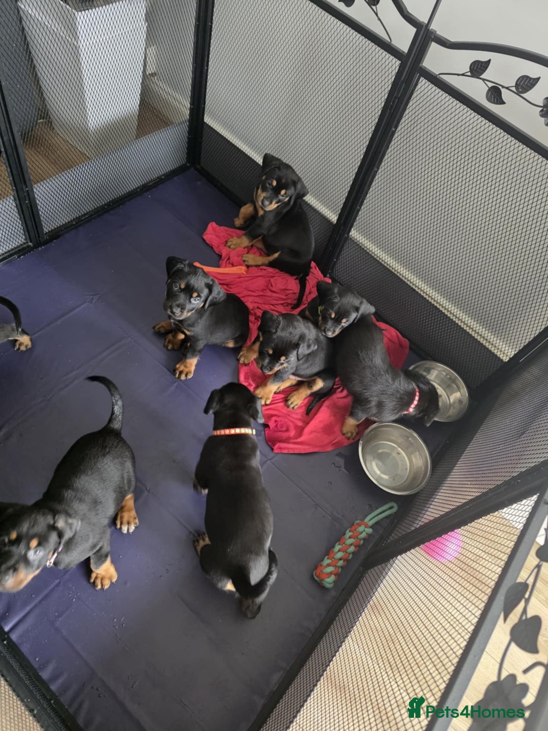 Mixed Breed dogs for sale: Rottweiler x American Staffy Puppies - Image 2