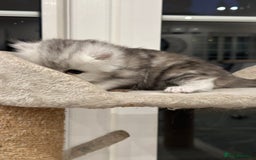 Persian cats for sale: Chinchilla kittens  - Image 22