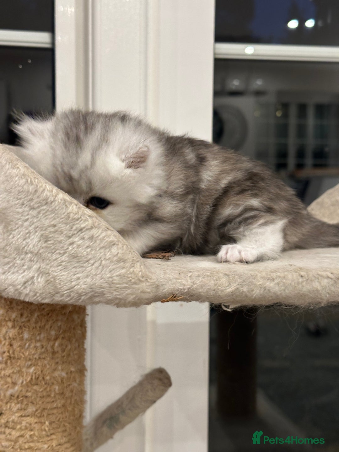 Persian cats for sale: Chinchilla kittens  - Image 22