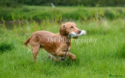 Cocker Spaniel dogs for sale: Working Cocker Spaniels  - Image 11