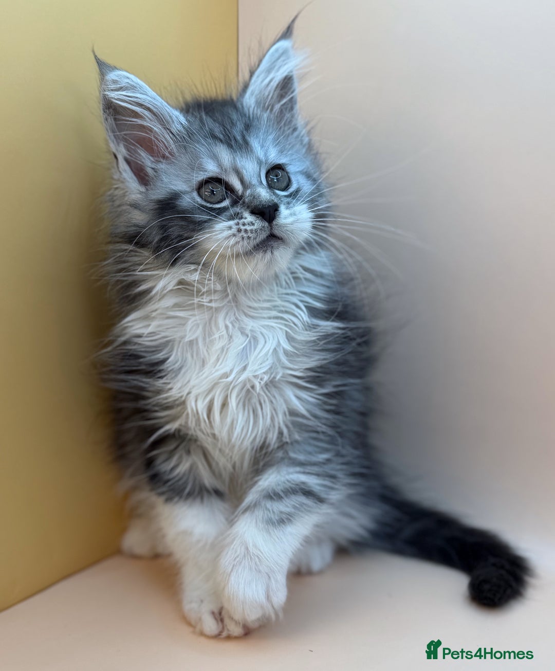 Maine Coon cats for sale: Maine Coons with Tests, Papers, Vet Checks & Vacc. - Advert 26