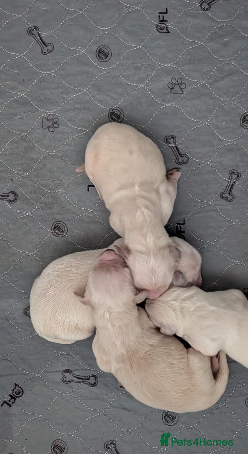Golden Retriever dogs Gorgeous KC Registered Golden Retriever Puppies - Advert 2