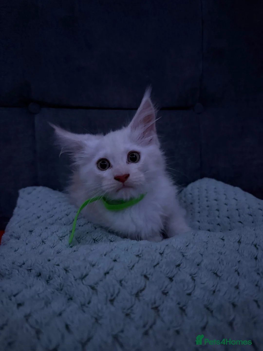 Maine Coon cats for sale: TICA registered purebred Maine Coon kittens - Advert 16