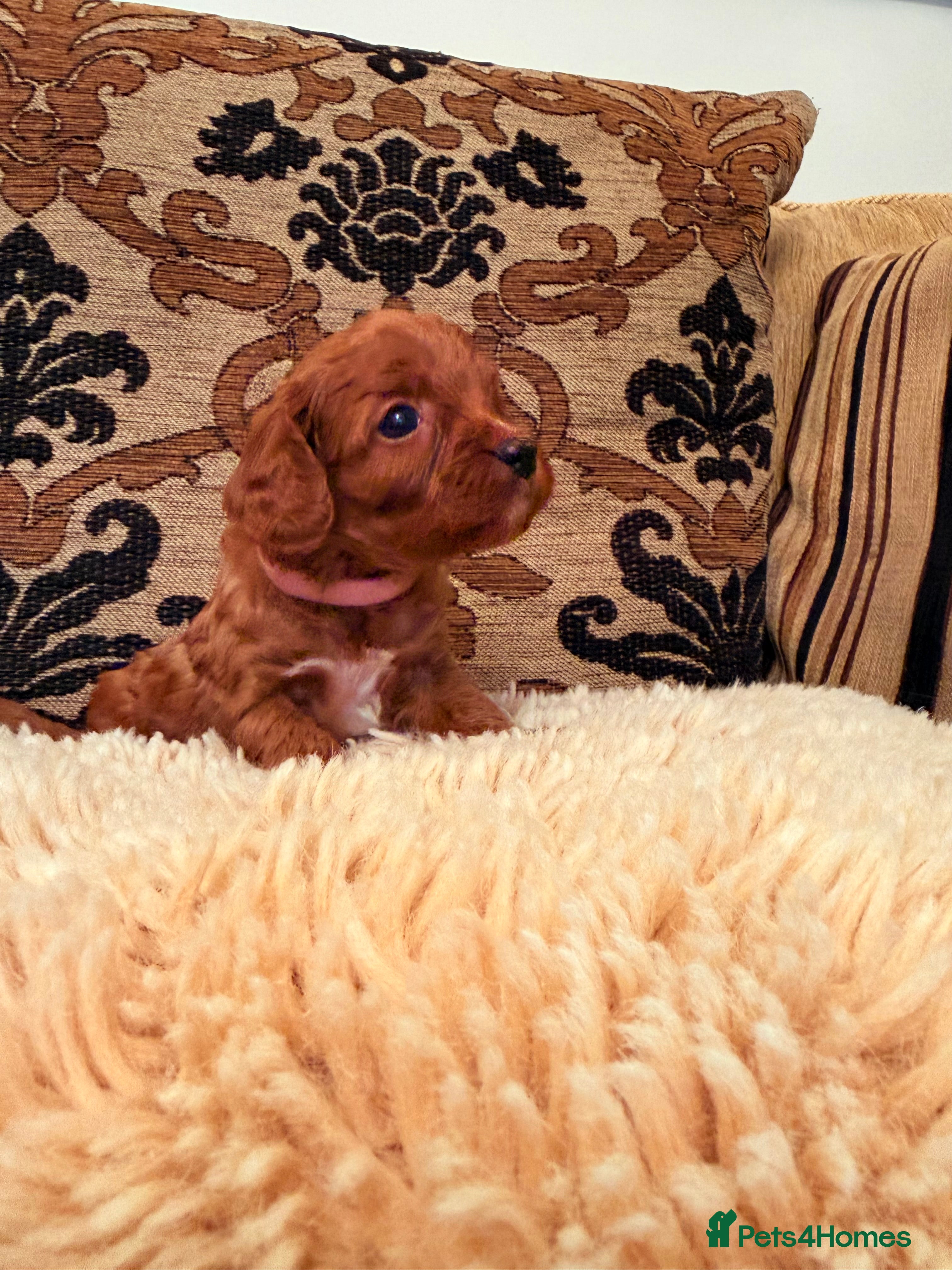 Cavapoo dogs *Stunning Ruby Red F1 Cavapoo Puppies For Sale* - Advert 1